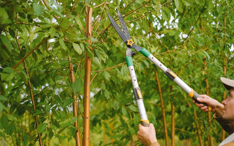 Tree trimming in Tully, NY